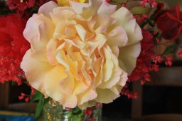 rose ancienne